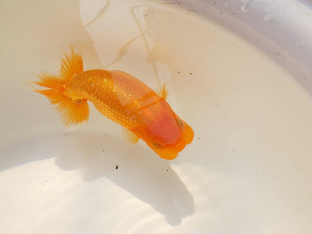 【上物当歳らんちゅう 】頭の良い背も綺麗ならんちゅう　約14㎝　メス？