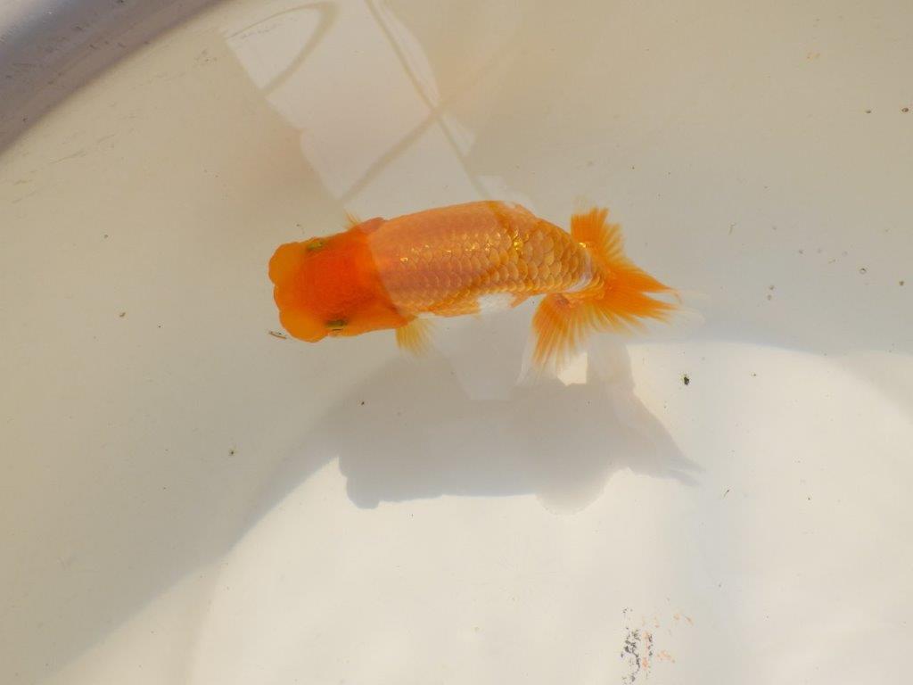 【上物当歳らんちゅう 】素晴らしいフンタンのらんちゅう　約13,5㎝　メス？