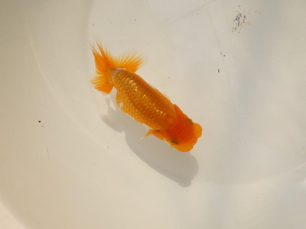 【上物当歳らんちゅう 】素晴らしいフンタンのらんちゅう　約13,5㎝　メス？