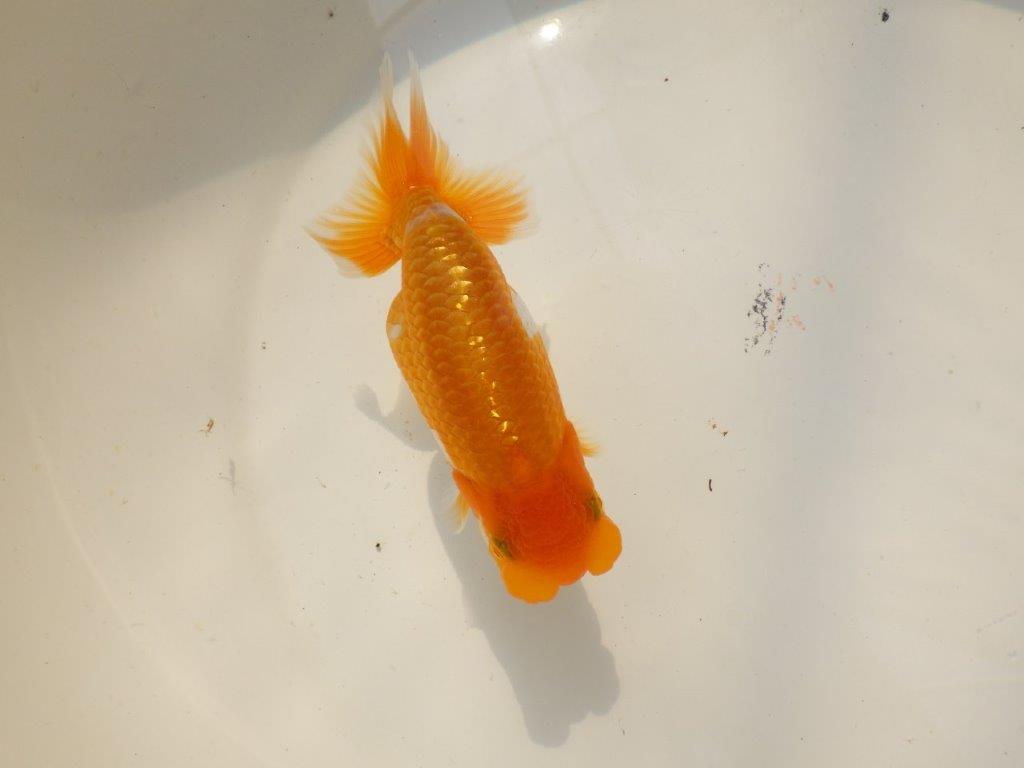 【上物当歳らんちゅう 】素晴らしいフンタンのらんちゅう　約13,5㎝　メス？