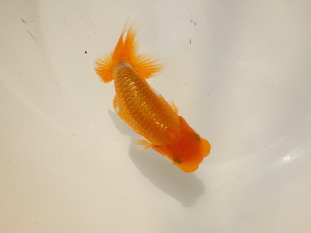 【上物当歳らんちゅう 】素晴らしいフンタンのらんちゅう　約13,5㎝　メス？