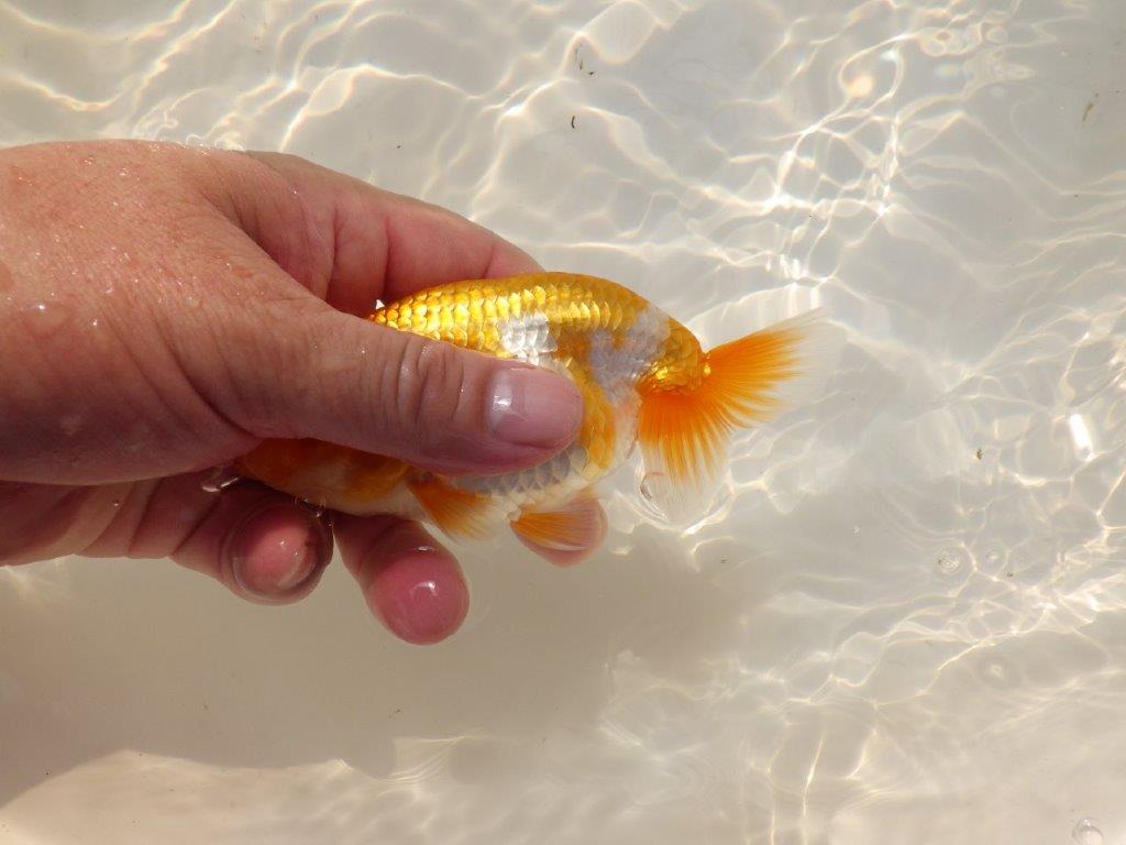 【上物当歳らんちゅう 】素晴らしいフンタンのらんちゅう　約13,5㎝　メス？