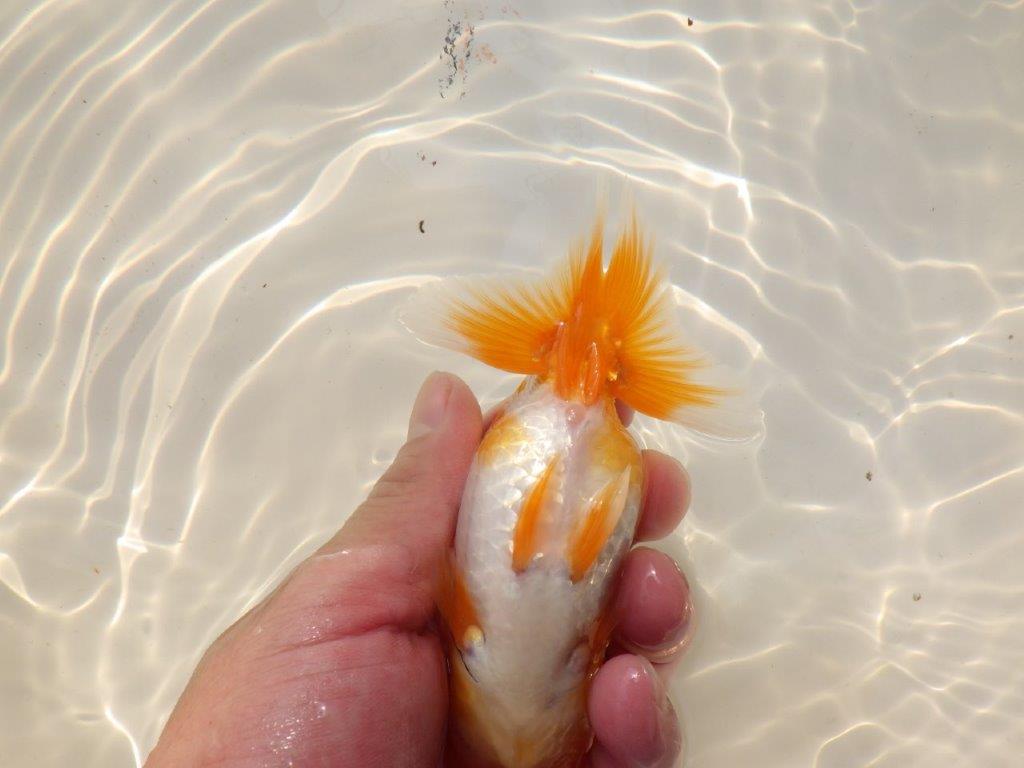 【上物当歳らんちゅう 】素晴らしいフンタンのらんちゅう　約13,5㎝　メス？