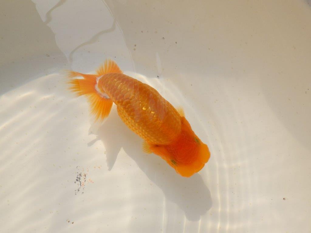 【上物当歳らんちゅう 】こちらも素晴らしいフンタンのらんちゅう　約14㎝　メス？