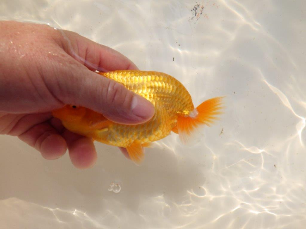 【上物当歳らんちゅう 】こちらも素晴らしいフンタンのらんちゅう　約14㎝　メス？