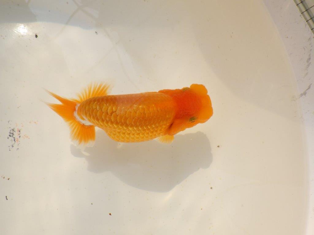 【上物当歳らんちゅう 】こちらも素晴らしいフンタンのらんちゅう　約14㎝　メス？