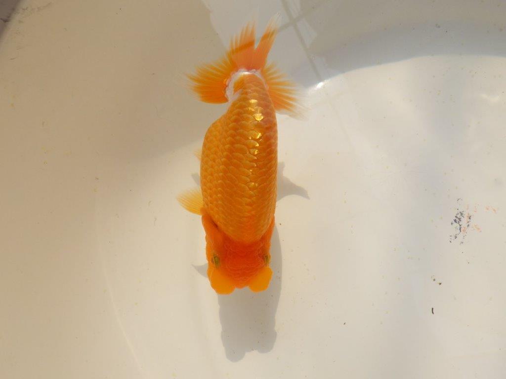 【上物当歳らんちゅう 】こちらも素晴らしいフンタンのらんちゅう　約14㎝　メス？