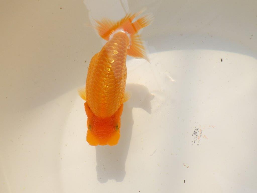 【上物当歳らんちゅう 】こちらも素晴らしいフンタンのらんちゅう　約14㎝　メス？