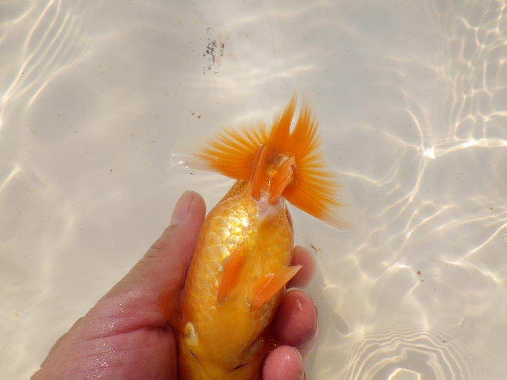 【上物当歳らんちゅう 】こちらも素晴らしいフンタンのらんちゅう　約14㎝　メス？