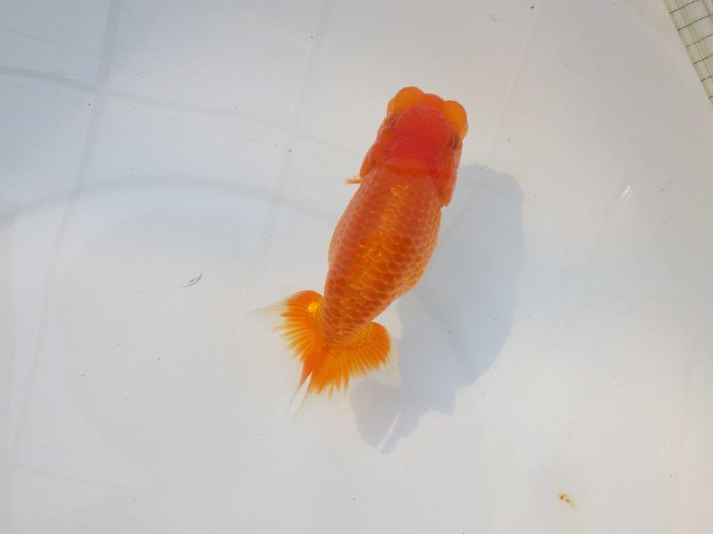 【激レア入荷 】愛媛　竹内誠司の系統らんちゅうA　約13,5㎝　メス？