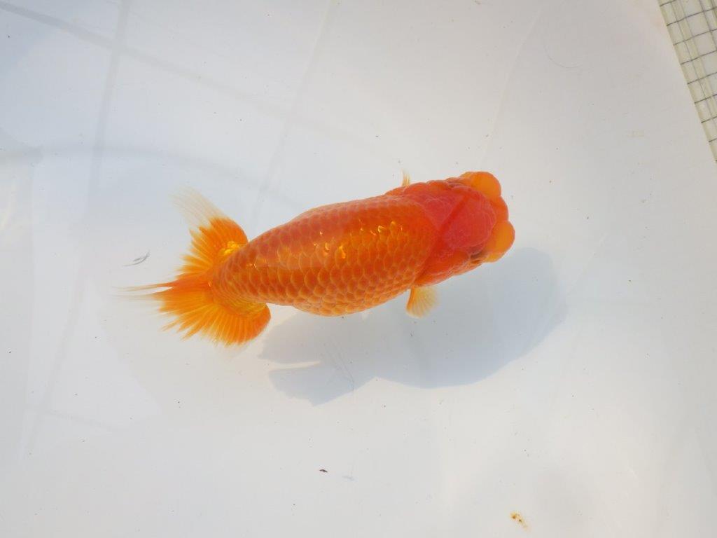 【激レア入荷 】愛媛　竹内誠司の系統らんちゅうA　約13,5㎝　メス？