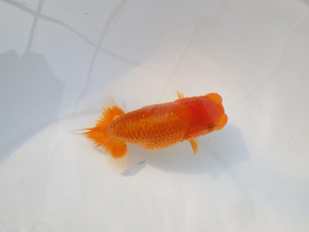 【激レア入荷 】愛媛　竹内誠司の系統らんちゅうA　約13,5㎝　メス？