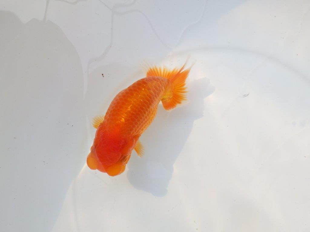 【激レア入荷 】愛媛　竹内誠司の系統らんちゅうA　約13,5㎝　メス？