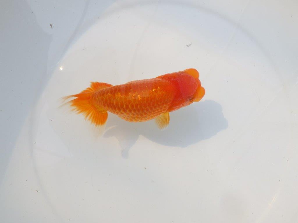 【激レア入荷 】愛媛　竹内誠司の系統らんちゅうA　約13,5㎝　メス？