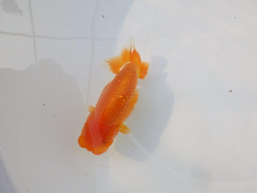 【激レア入荷 】愛媛　竹内誠司の系統らんちゅうC　約14㎝　メス？