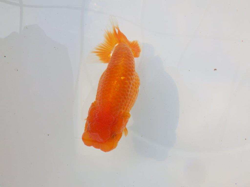 【激レア入荷 】愛媛　竹内誠司の系統らんちゅうC　約14㎝　メス？