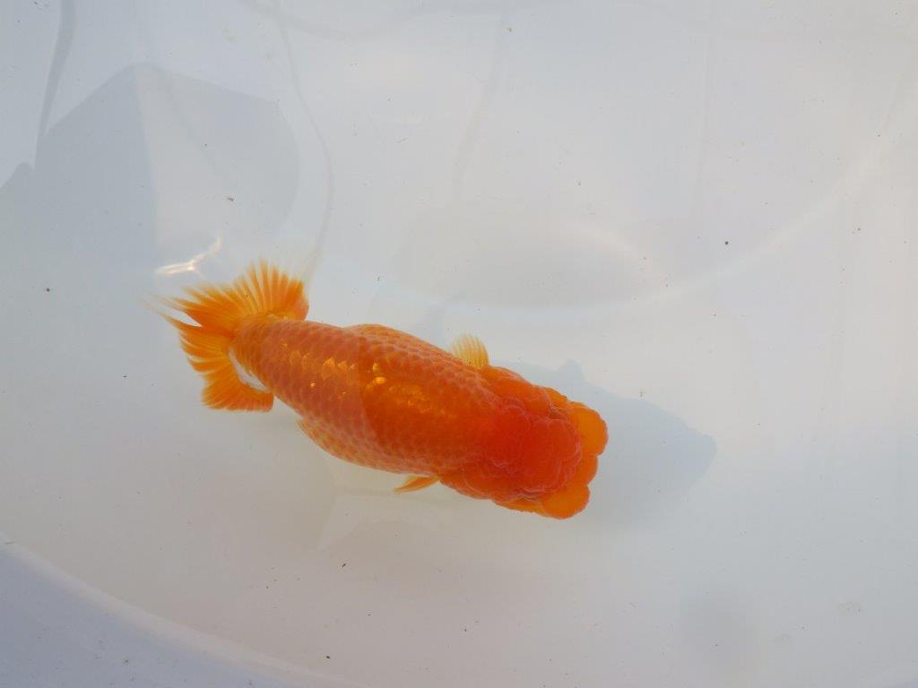 【激レア入荷 】愛媛　竹内誠司の系統らんちゅうC　約14㎝　メス？