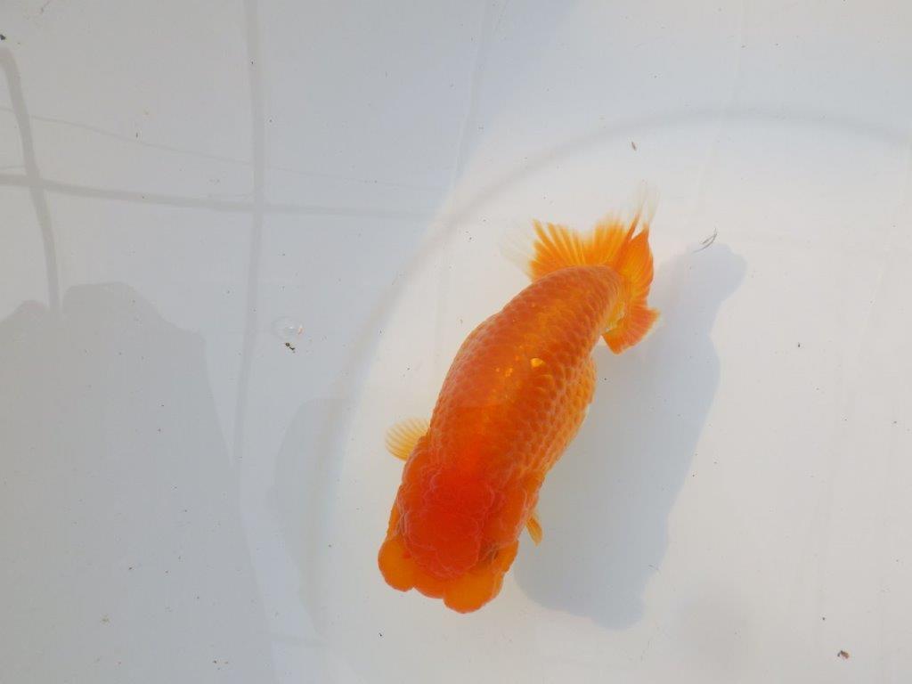 【激レア入荷 】愛媛　竹内誠司の系統らんちゅうC　約14㎝　メス？