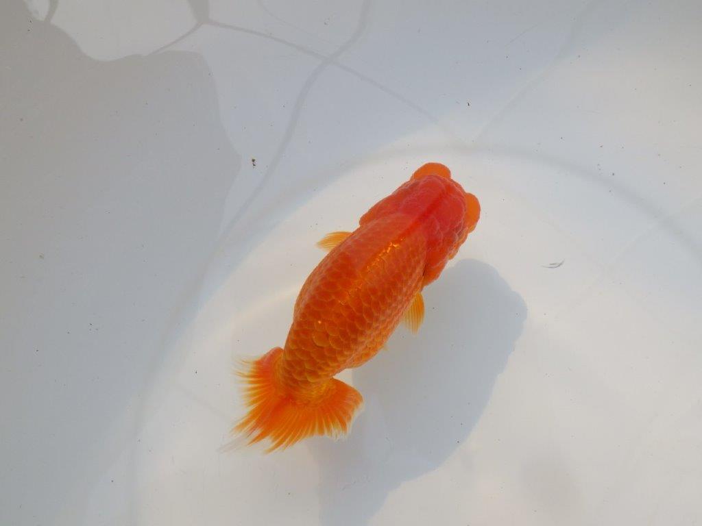 【激レア入荷 】愛媛　竹内誠司の系統らんちゅうD　約13,5㎝　メス？