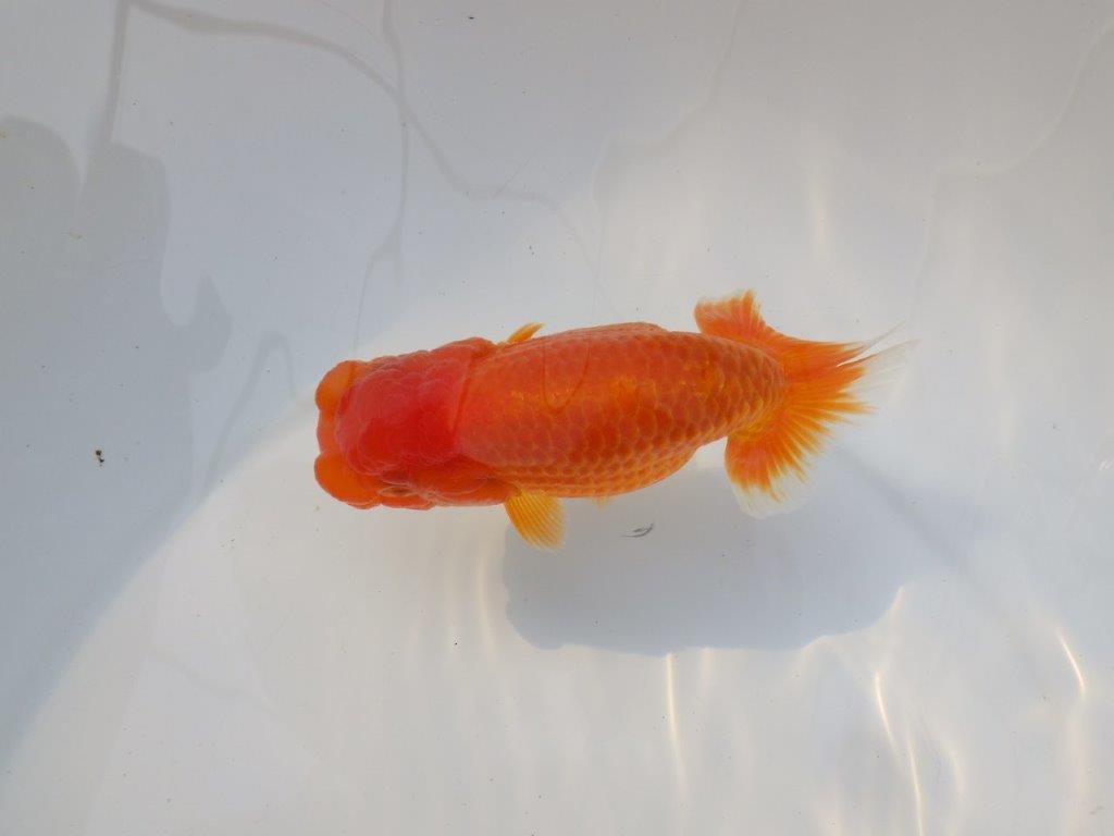 【激レア入荷 】愛媛　竹内誠司の系統らんちゅうD　約13,5㎝　メス？