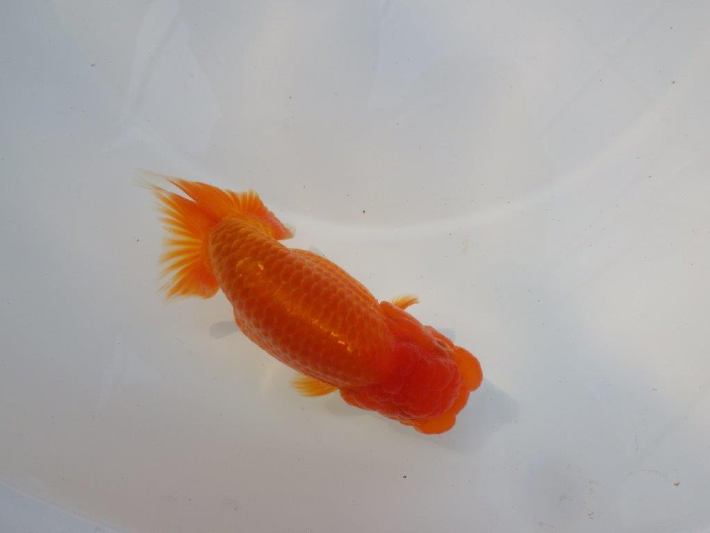 【激レア入荷 】愛媛　竹内誠司の系統らんちゅうD　約13,5㎝　メス？