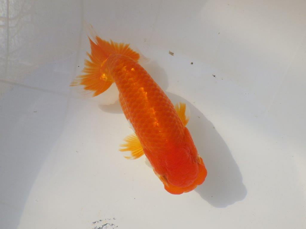 【浜松 杉本氏】管理魚二歳らんちゅう 約14㎝オス?