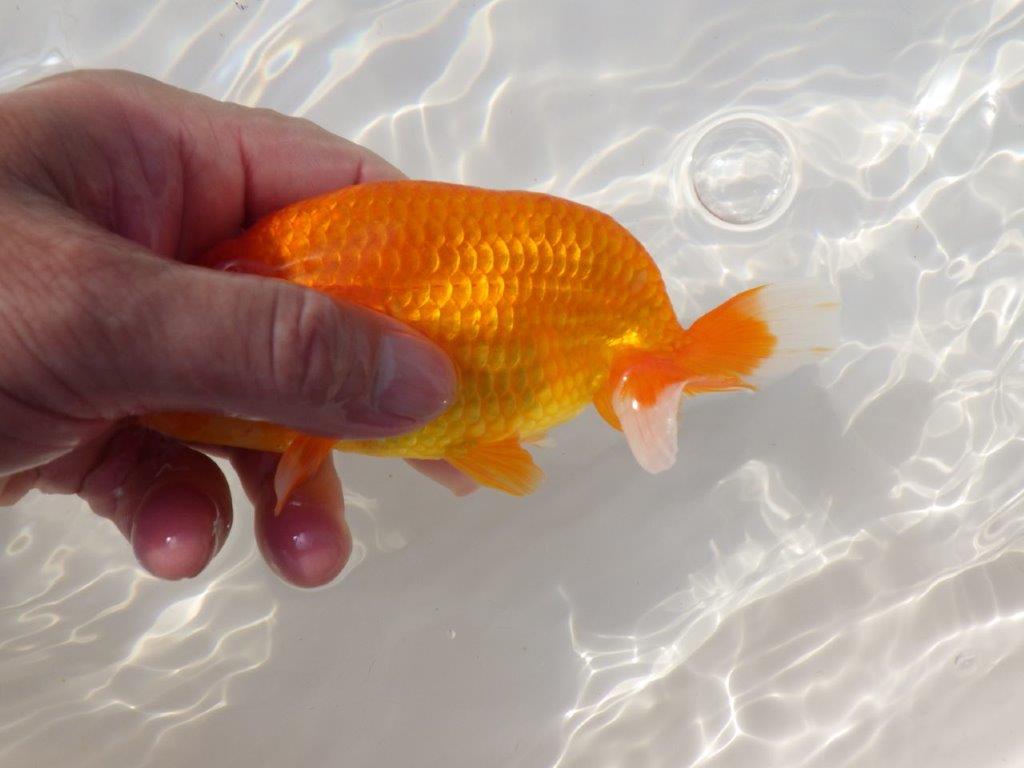 【浜松 杉本氏】管理魚二歳らんちゅう 約14㎝オス?