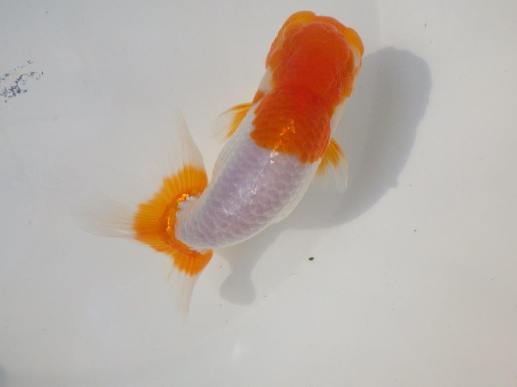 【なおちん金魚さん】管理魚 二歳らんちゅうB 約14,5㎝オス?