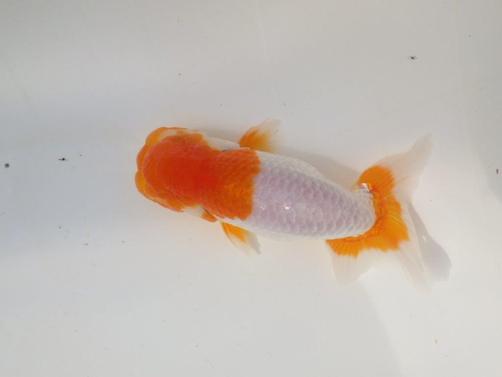 【なおちん金魚さん】管理魚 二歳らんちゅうB 約14,5㎝オス?