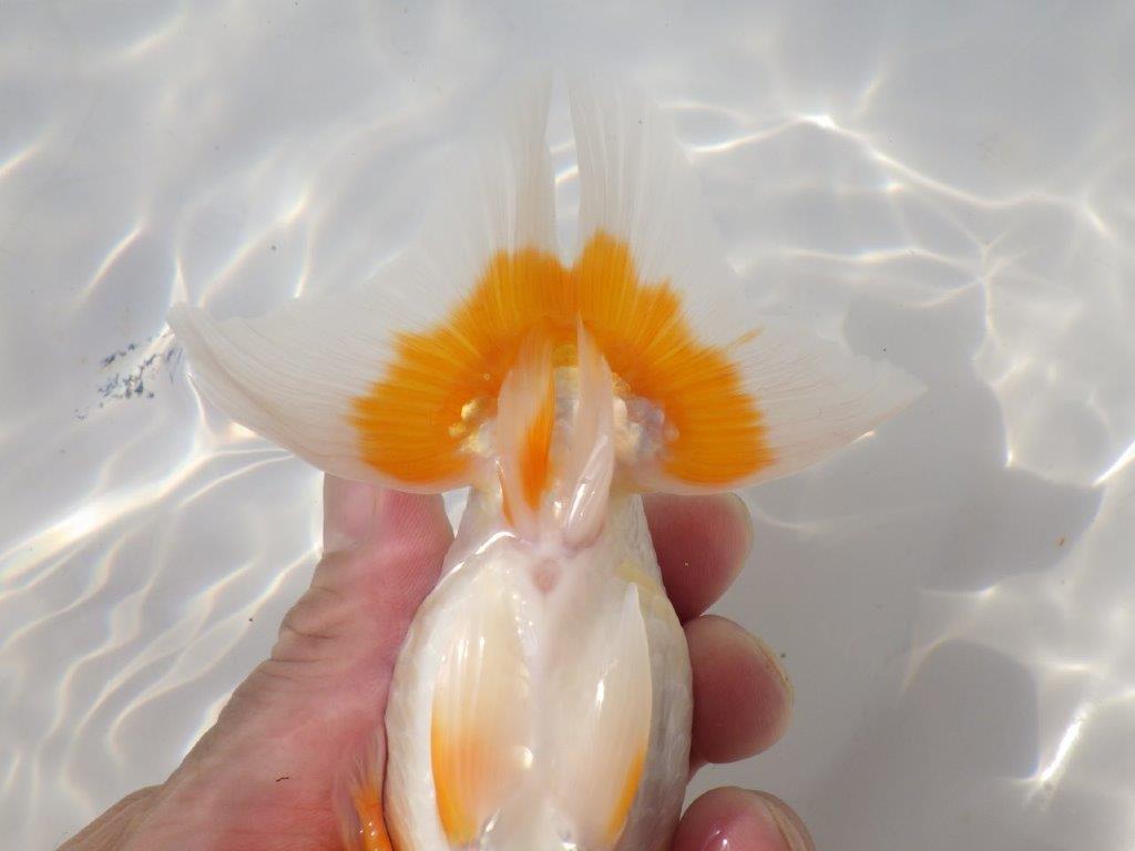 【なおちん金魚さん】管理魚 二歳らんちゅうB 約14,5㎝オス?