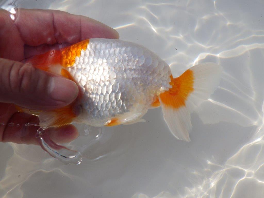 【なおちん金魚さん】管理魚 二歳らんちゅうB 約14,5㎝オス?