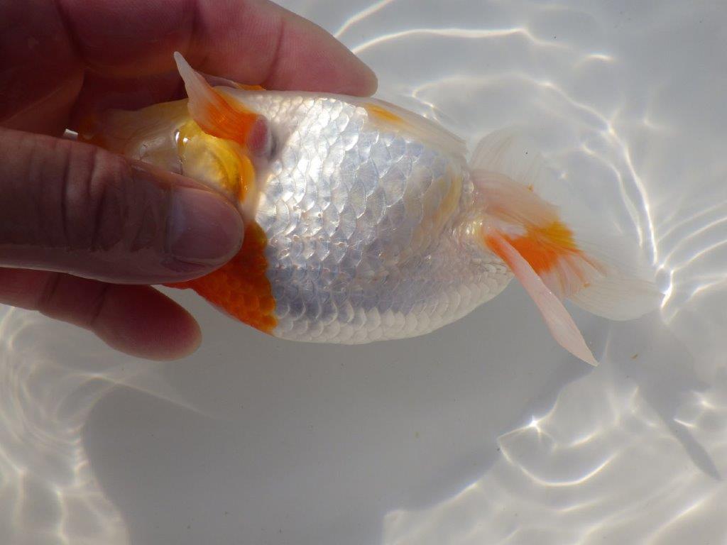 【なおちん金魚さん】管理魚 二歳らんちゅうB 約14,5㎝オス?