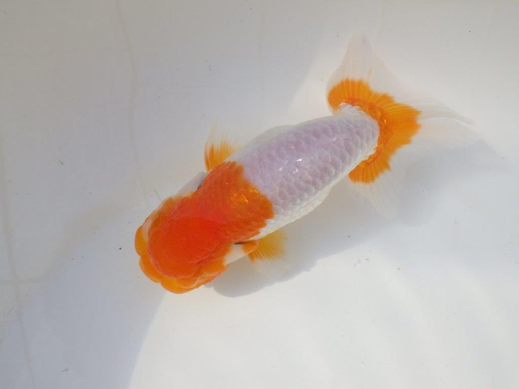 【なおちん金魚さん】管理魚 二歳らんちゅうB 約14,5㎝オス?
