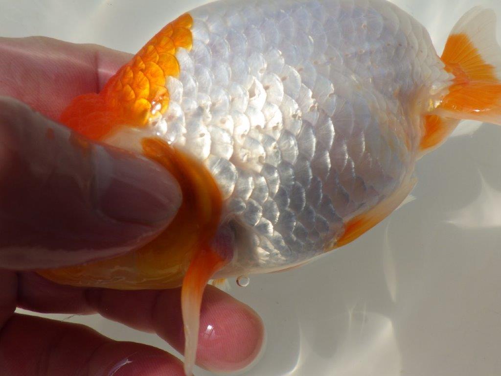 【なおちん金魚さん】管理魚 二歳らんちゅうB 約14,5㎝オス?