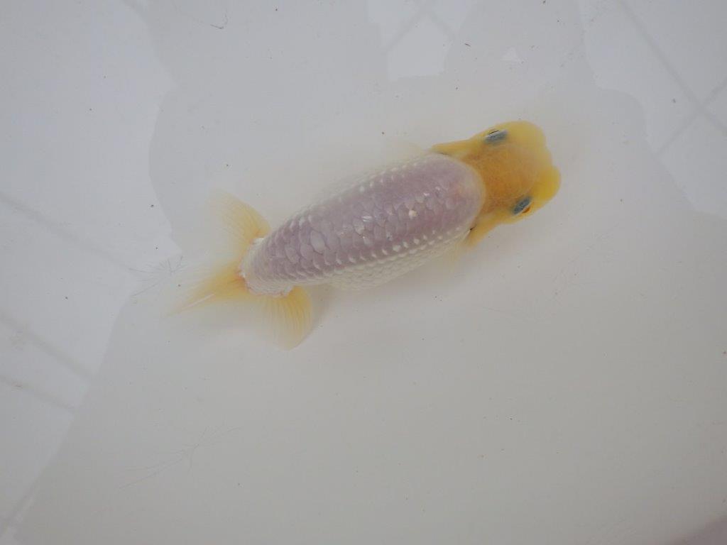 【日らん優等賞獲得ブリーダー】激レア!上物真っ白!当歳らんちゅう約12㎝オス?