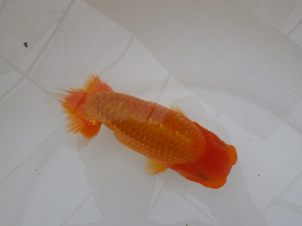 【愛知超優良系統 】面白い魚に仕上がる?!当歳らんちゅう約15,5㎝メス?