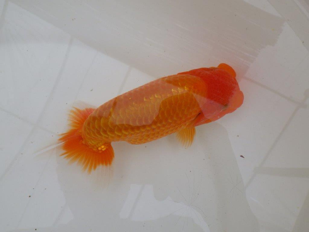 【愛知超優良系統 】面白い魚に仕上がる?!当歳らんちゅう約15,5㎝メス?