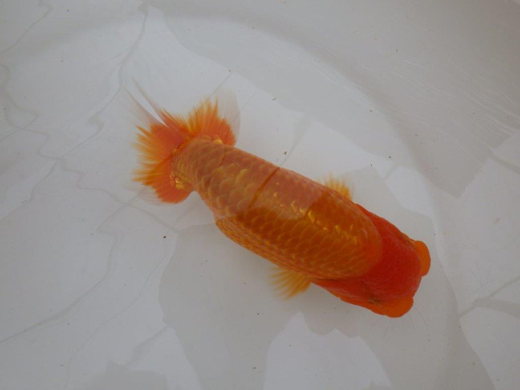 【愛知超優良系統 】面白い魚に仕上がる?!当歳らんちゅう約15,5㎝メス?