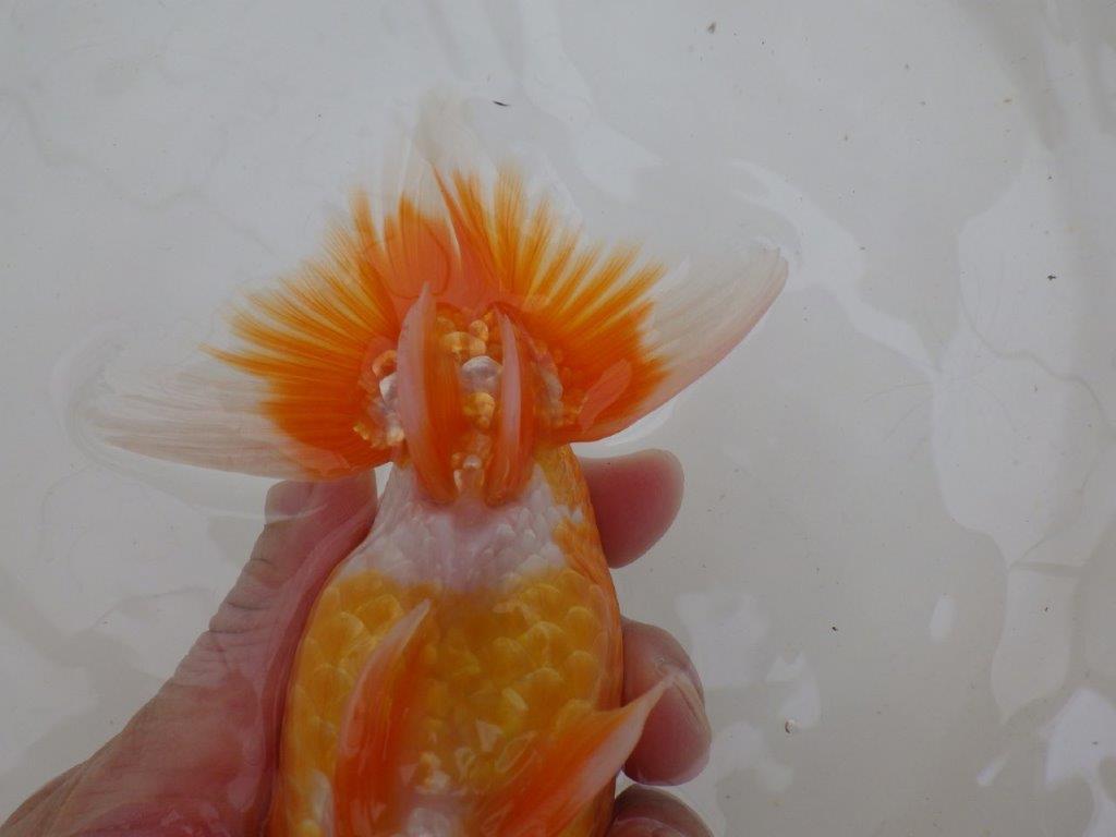 【愛知超優良系統 】面白い魚に仕上がる?!当歳らんちゅう約15,5㎝メス?