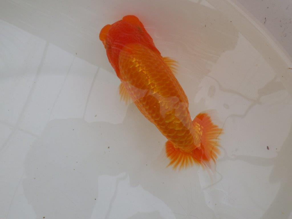 【愛知超優良系統 】面白い魚に仕上がる？！当歳らんちゅう約15,5㎝メス？の上身