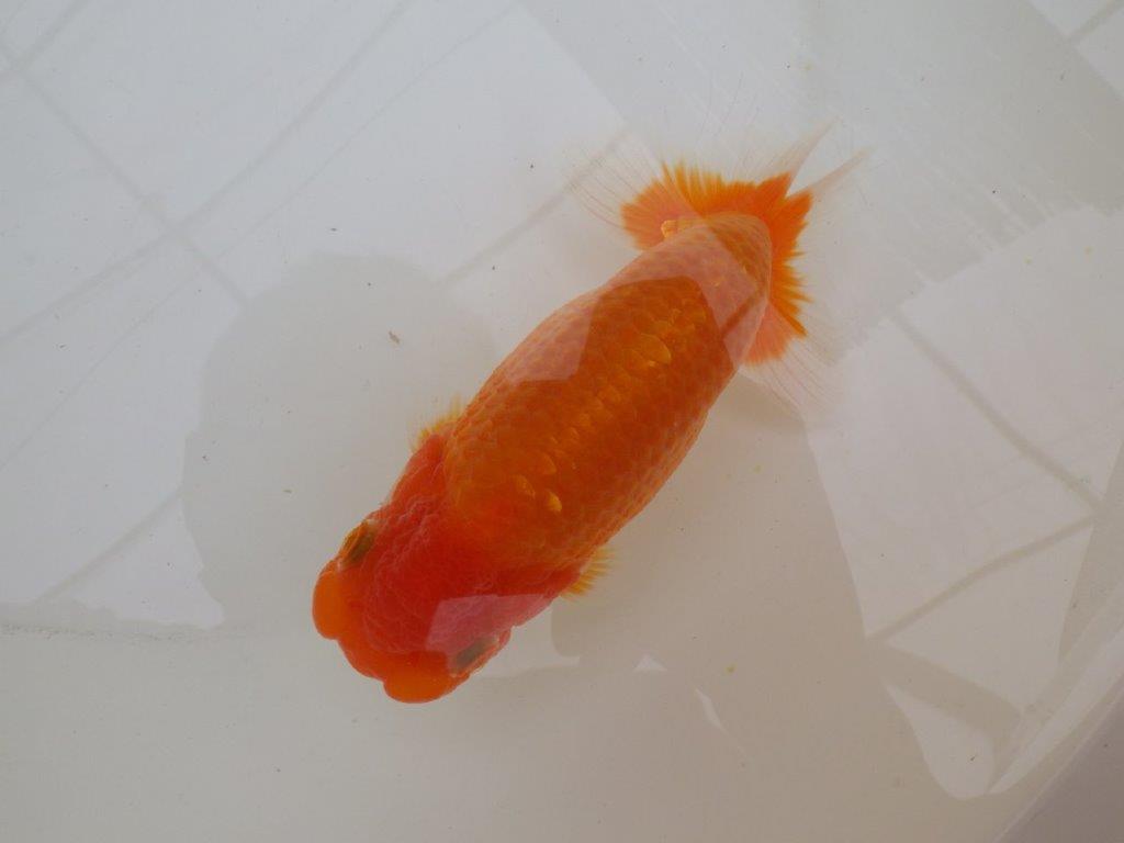 【愛知超優良系統 】見どころあり!当歳らんちゅう約15,5㎝メス?