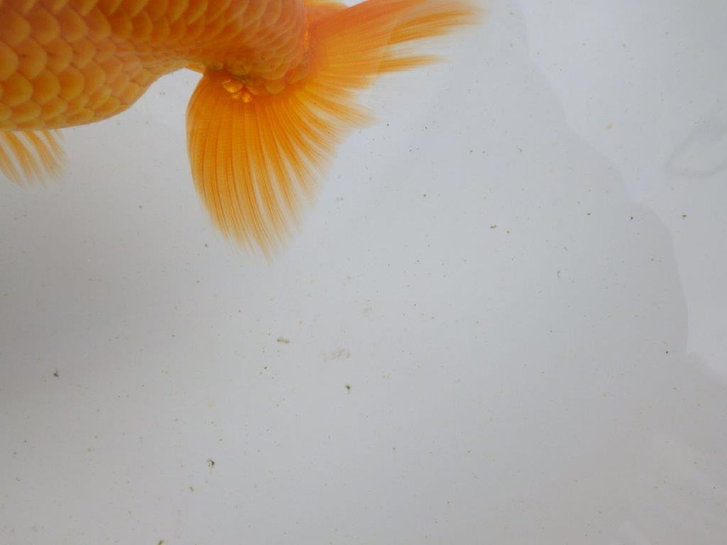 【全国大会東大関獲得ブリーダー 】種にもお勧め当歳らんちゅう約13,5㎝メス?