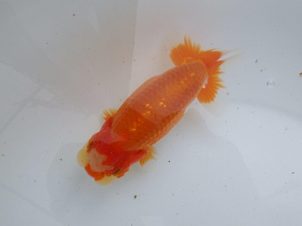 【全国大会東大関獲得ブリーダー 】大迫力ご鑑賞お勧め当歳らんちゅう約14,5㎝メス？の上身