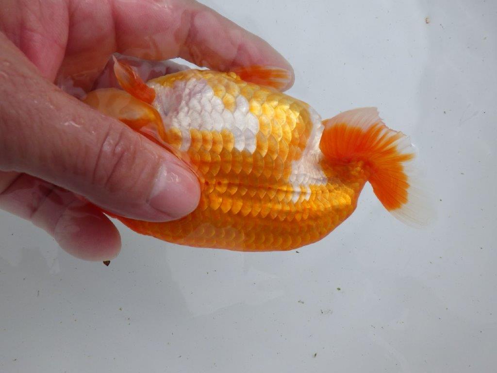 【全国大会東大関獲得ブリーダー 】大迫力ご鑑賞お勧め当歳らんちゅう約14,5㎝メス?