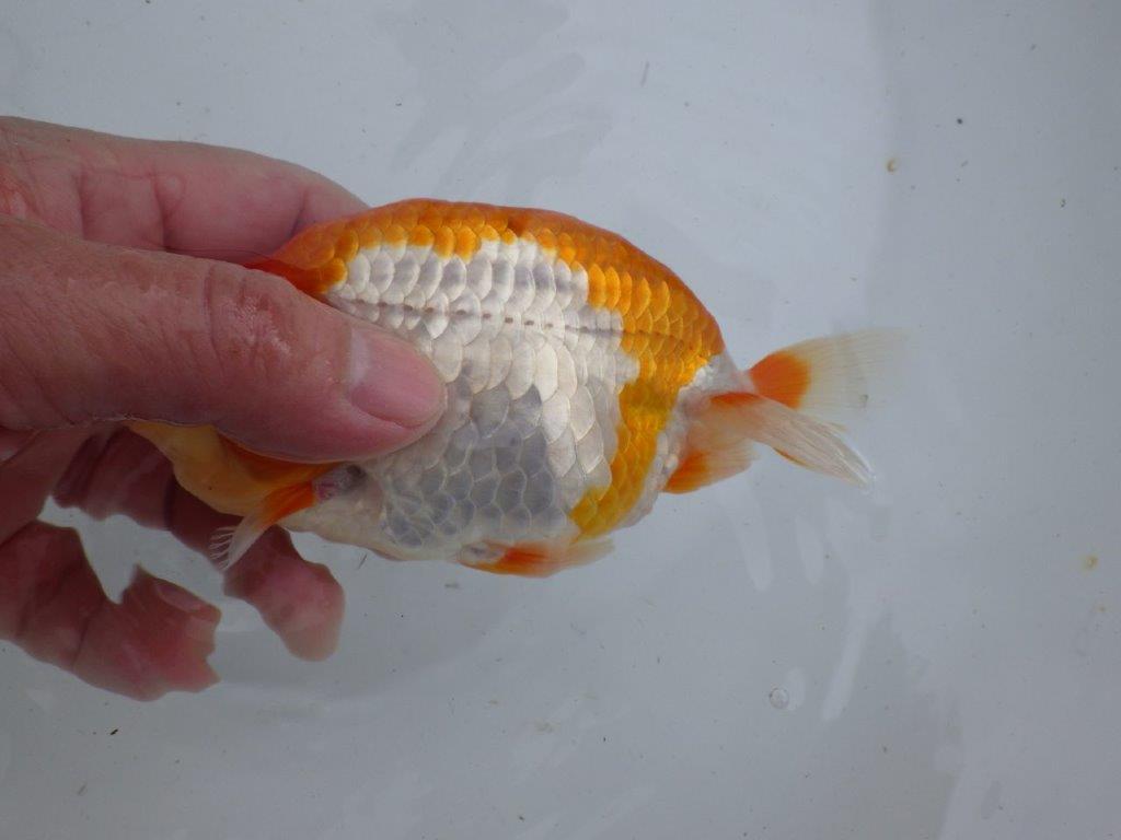 【全国大会東大関獲得ブリーダー 】上見も横見もお勧め当歳らんちゅう約14㎝メス?