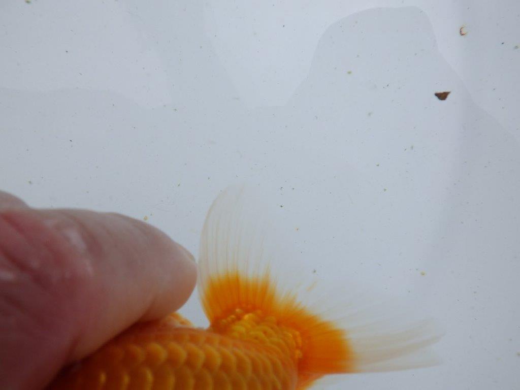 【全国大会東大関獲得ブリーダー 】種にもお勧め当歳らんちゅう約13㎝オス?