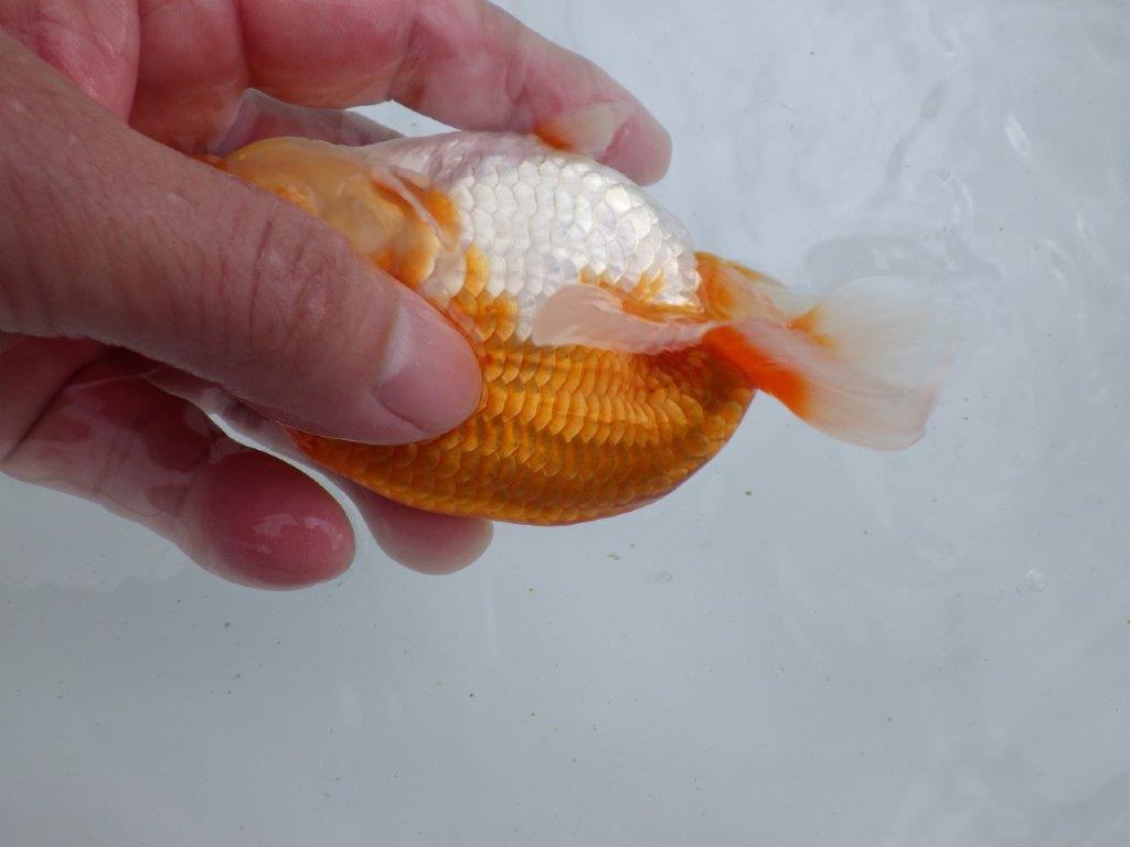 【全国大会東大関獲得ブリーダー 】種にもお勧め当歳らんちゅう約13㎝オス?