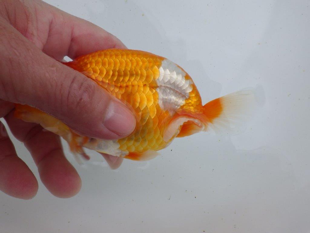 【全国大会東大関獲得ブリーダー 】丸みのある背のライン!当歳らんちゅう約13㎝オス?