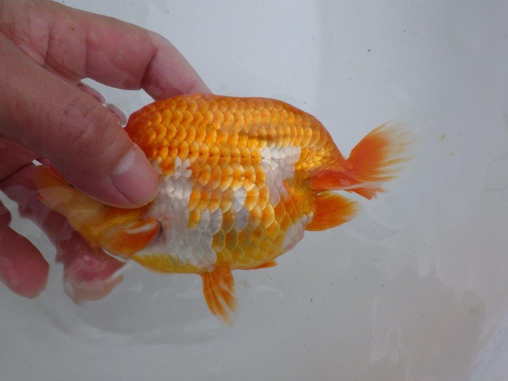 【全国大会東大関獲得ブリーダー 】魅力あり!当歳らんちゅう約14,5㎝メス?