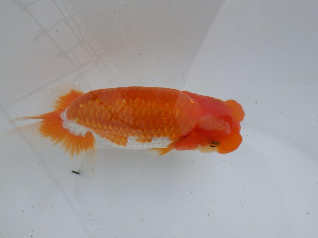 【全国大会東大関獲得ブリーダー 】品評大会に向けて飼育!当歳らんちゅう約15㎝メス?